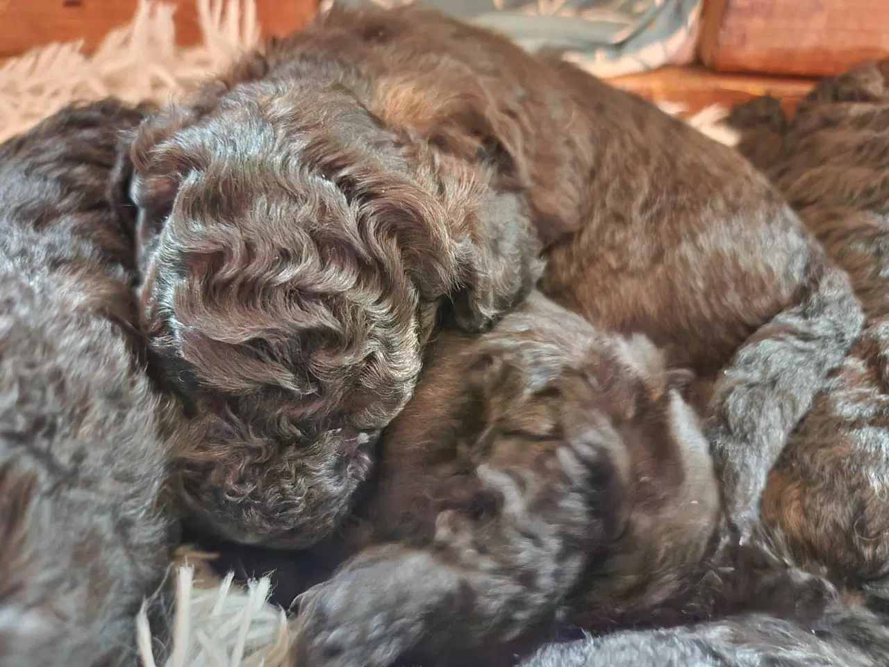 Billede 1 - Bamserne søger ny opvartning 