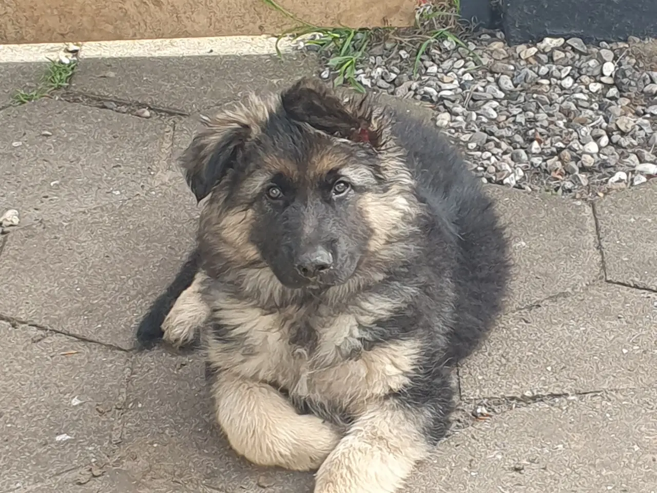 Billede 2 - Schæfer Malinois hvalpe søger deres forever 