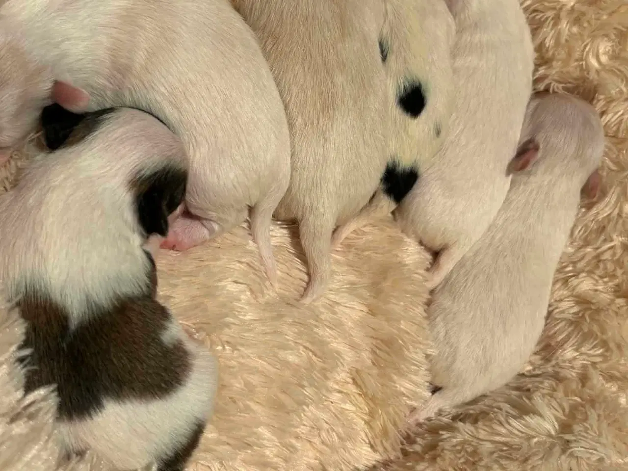 Billede 9 -  Hvalpe ( SOLGT ) 