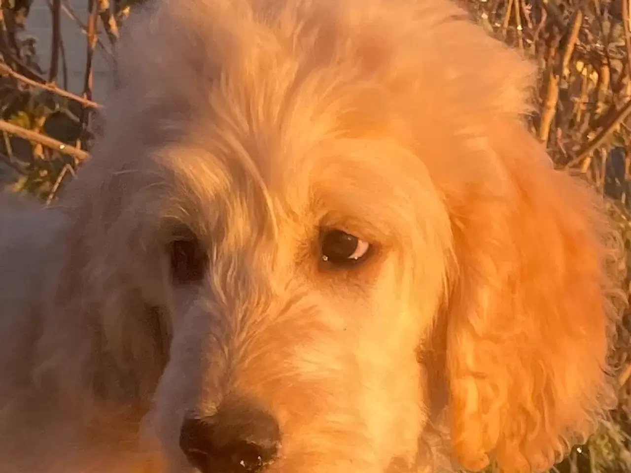 Billede 5 - Goldendoodle-HVALPE