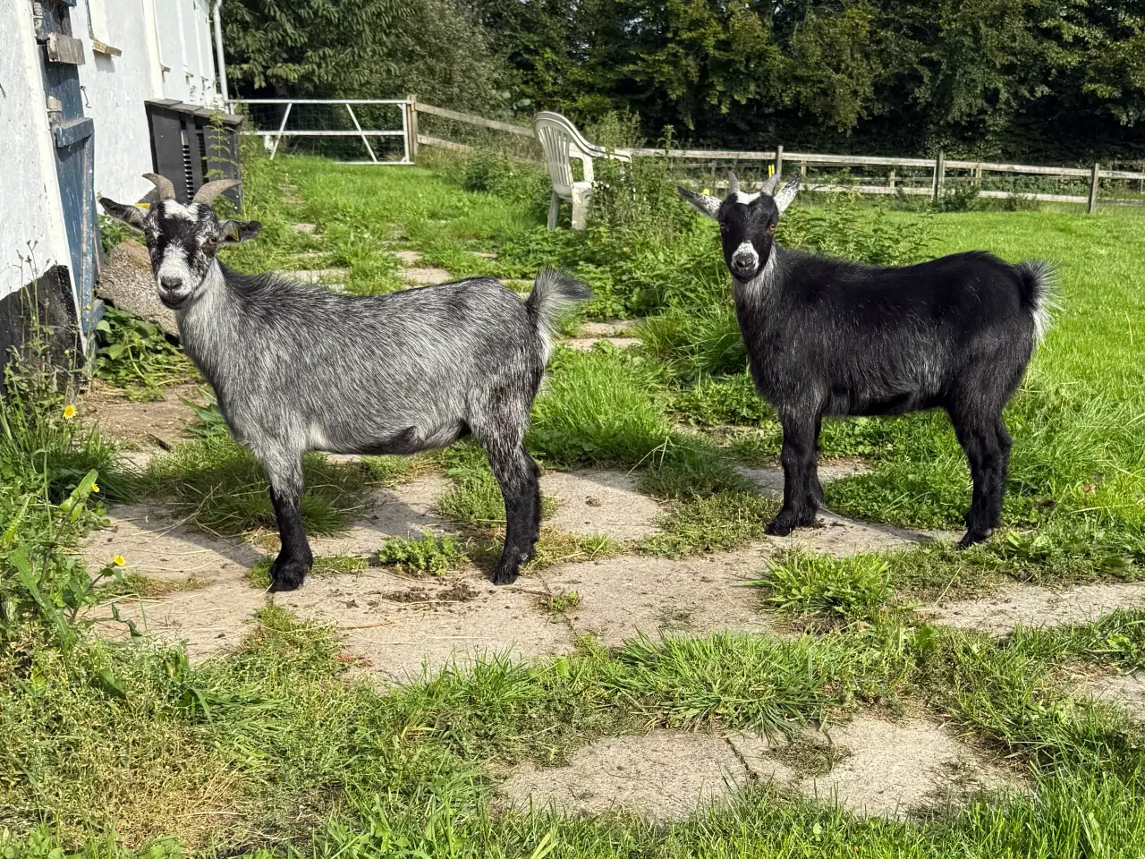 Billede 2 - Ged m. gimmer