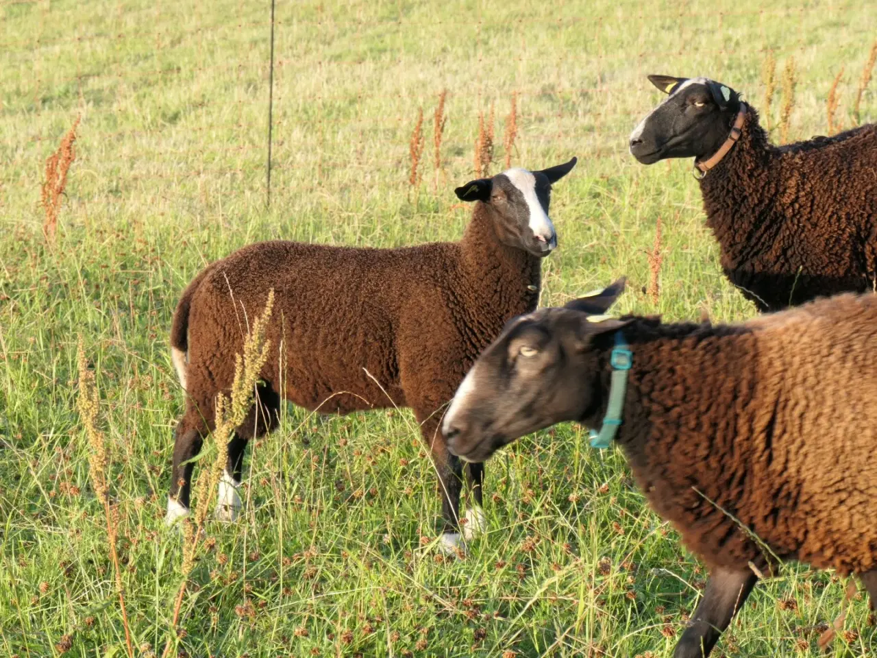Billede 3 - Zwartbles vædderlam, m3 + stamtavle
