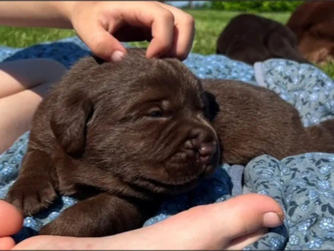 Billede 2 - Brune Labrador hvalpe med DKK stamtavle