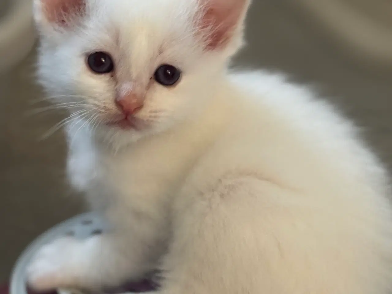 Billede 4 - Hellig Birma crememaskede