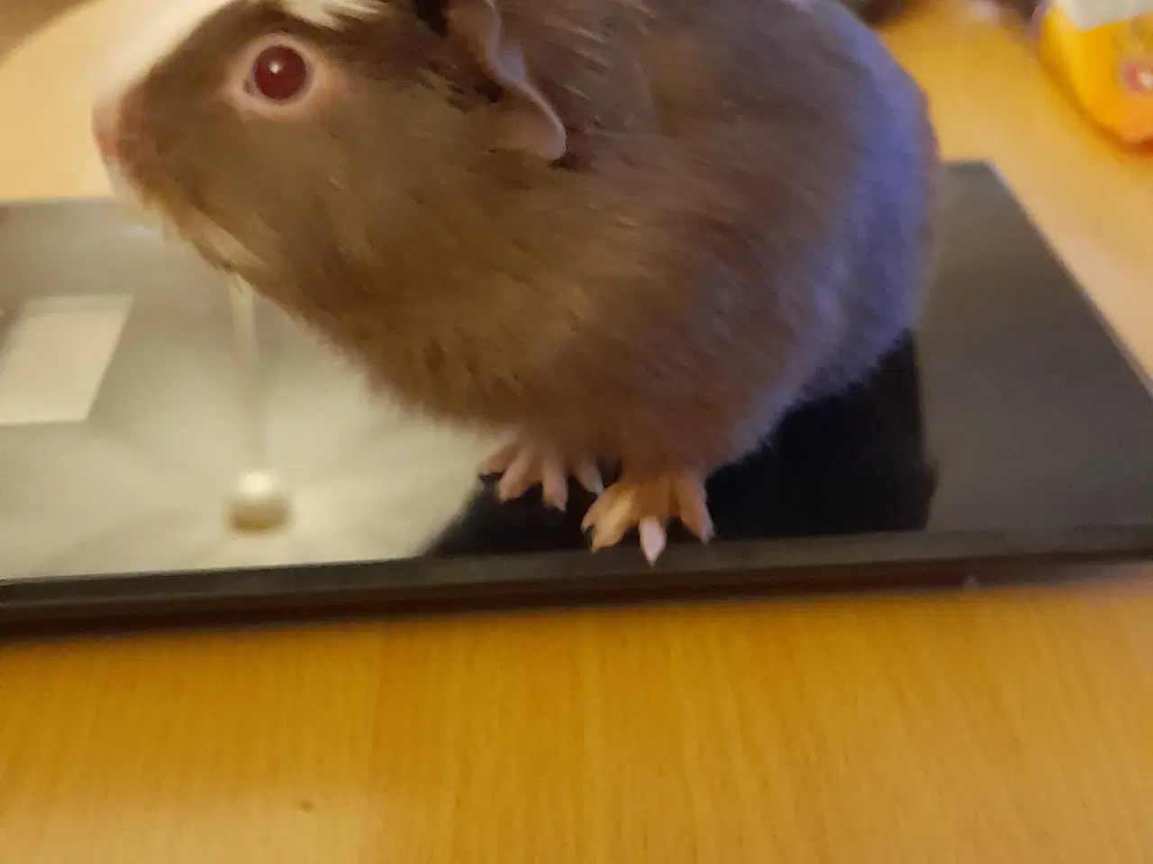 Billede 1 - Marsvin han