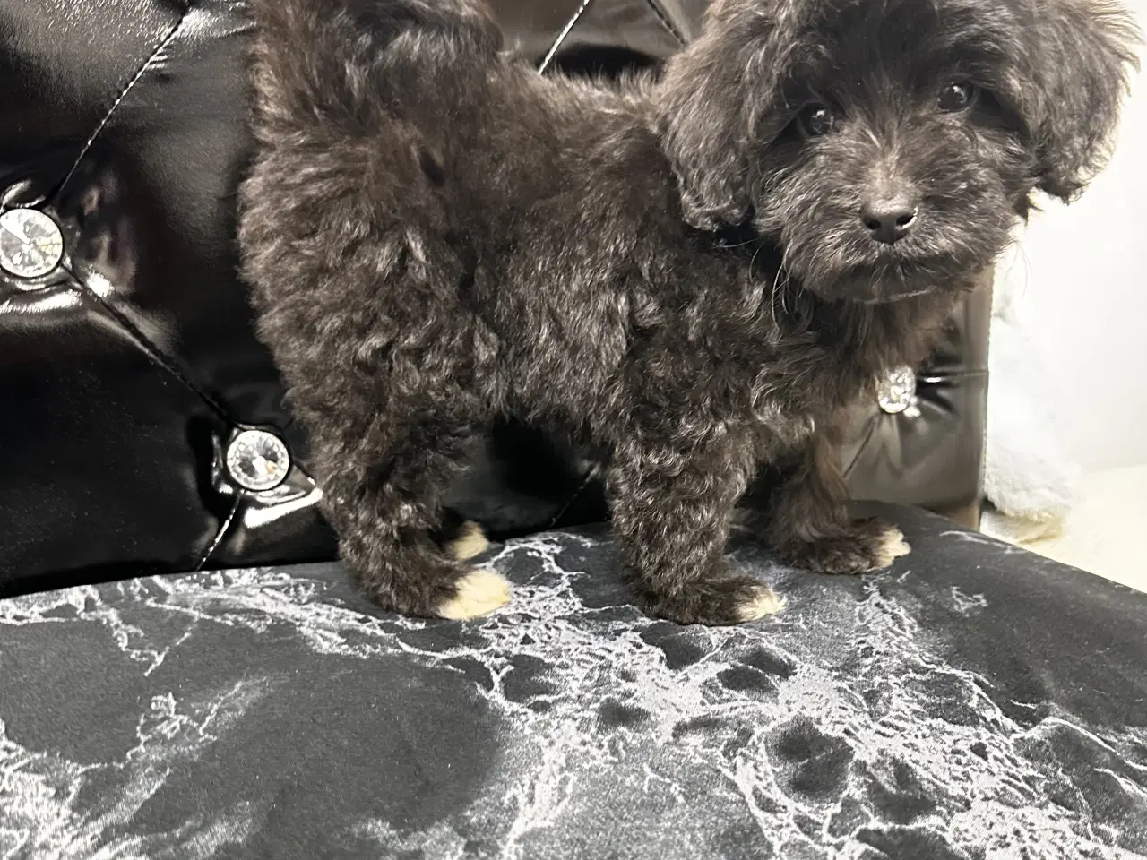 Billede 3 - Cavapoo F2B