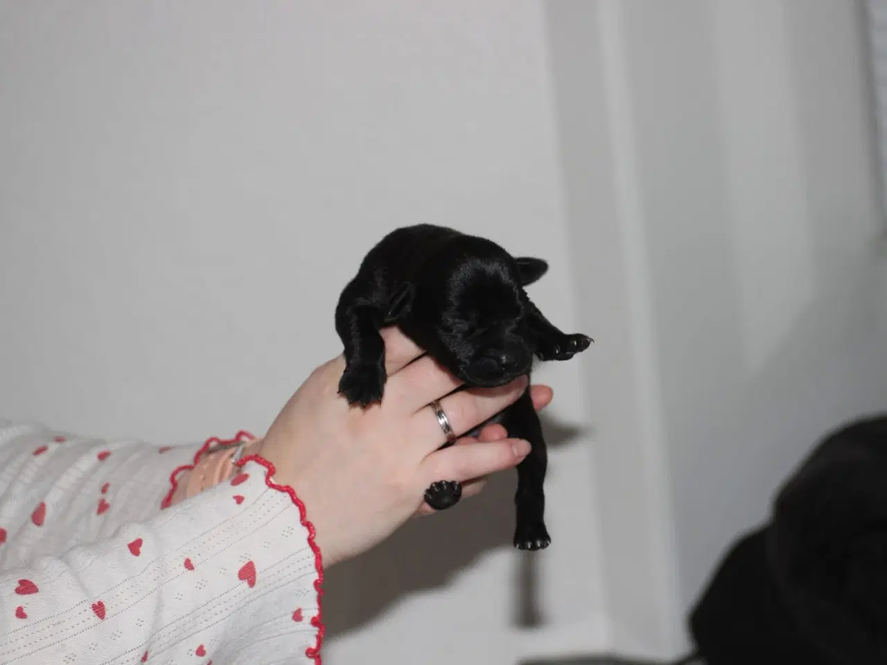 Billede 4 - Labrador/retriver/staffordshire bullterrier hvalpe