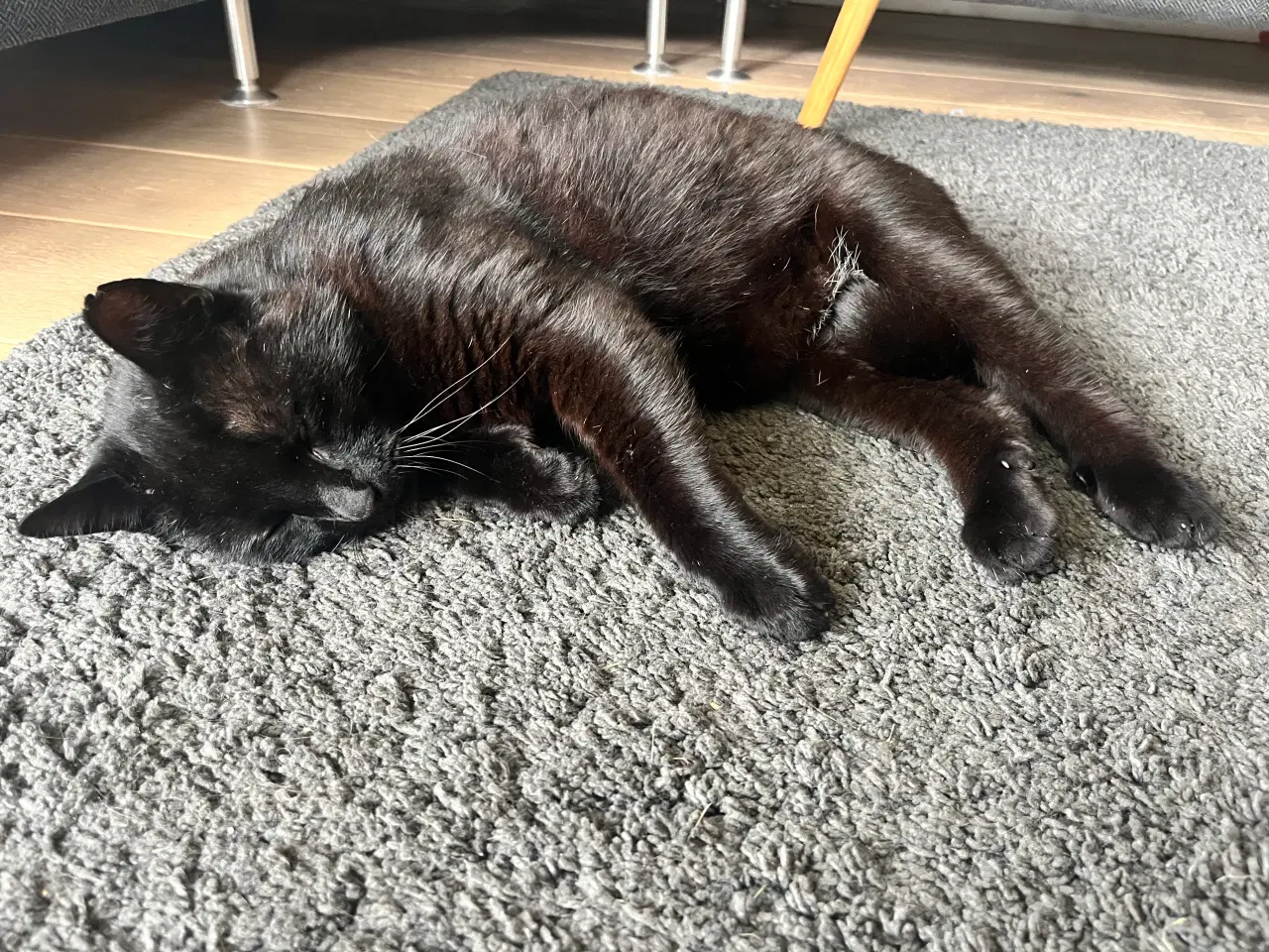 Billede 2 - Katte søger nyt hjem🙏