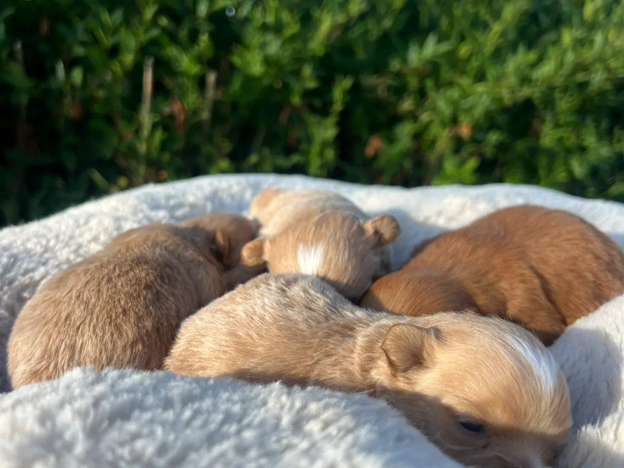 Billede 5 - Pomapoo f1