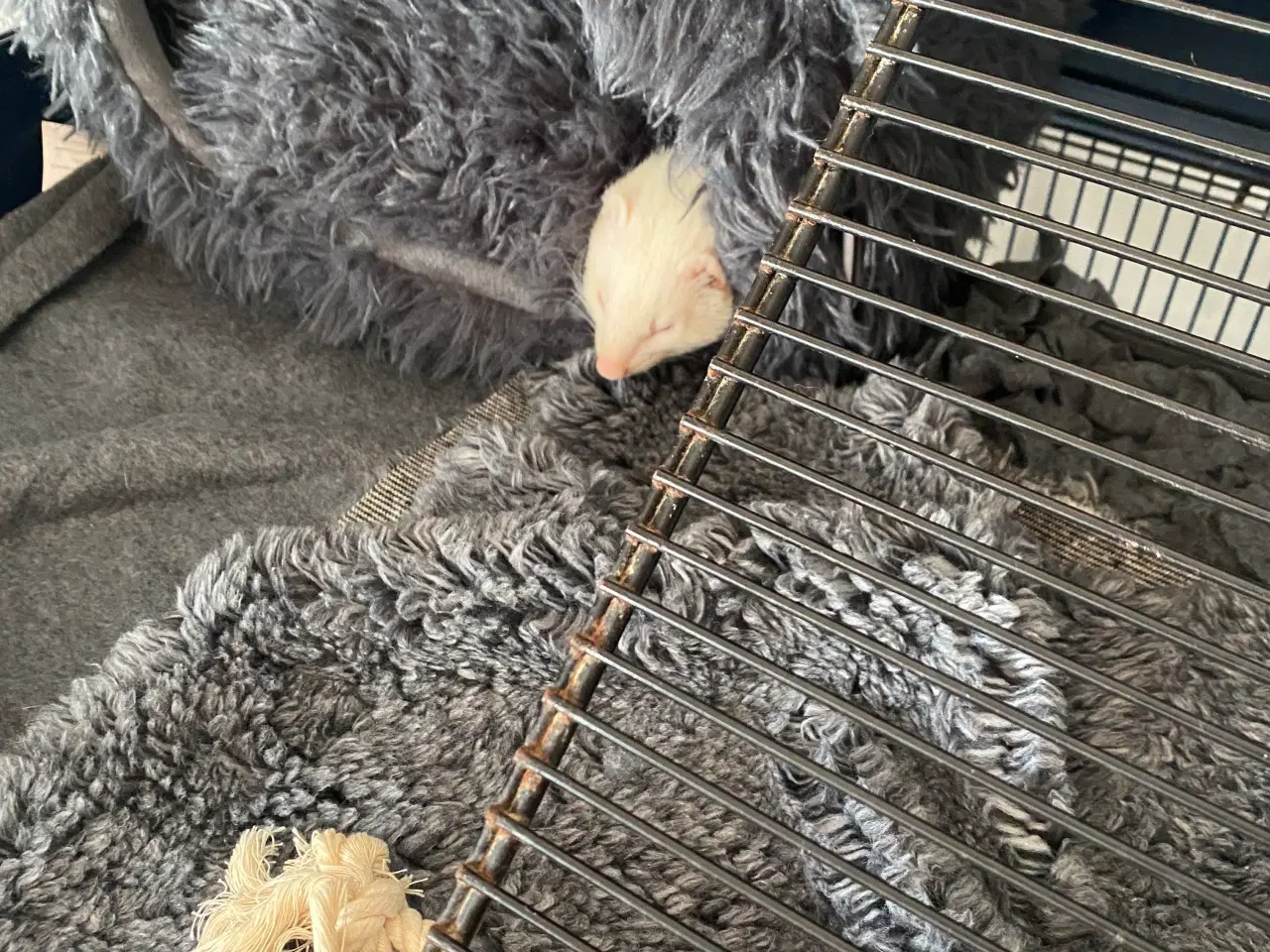 Billede 5 - Fritte-Ilder albino hun 