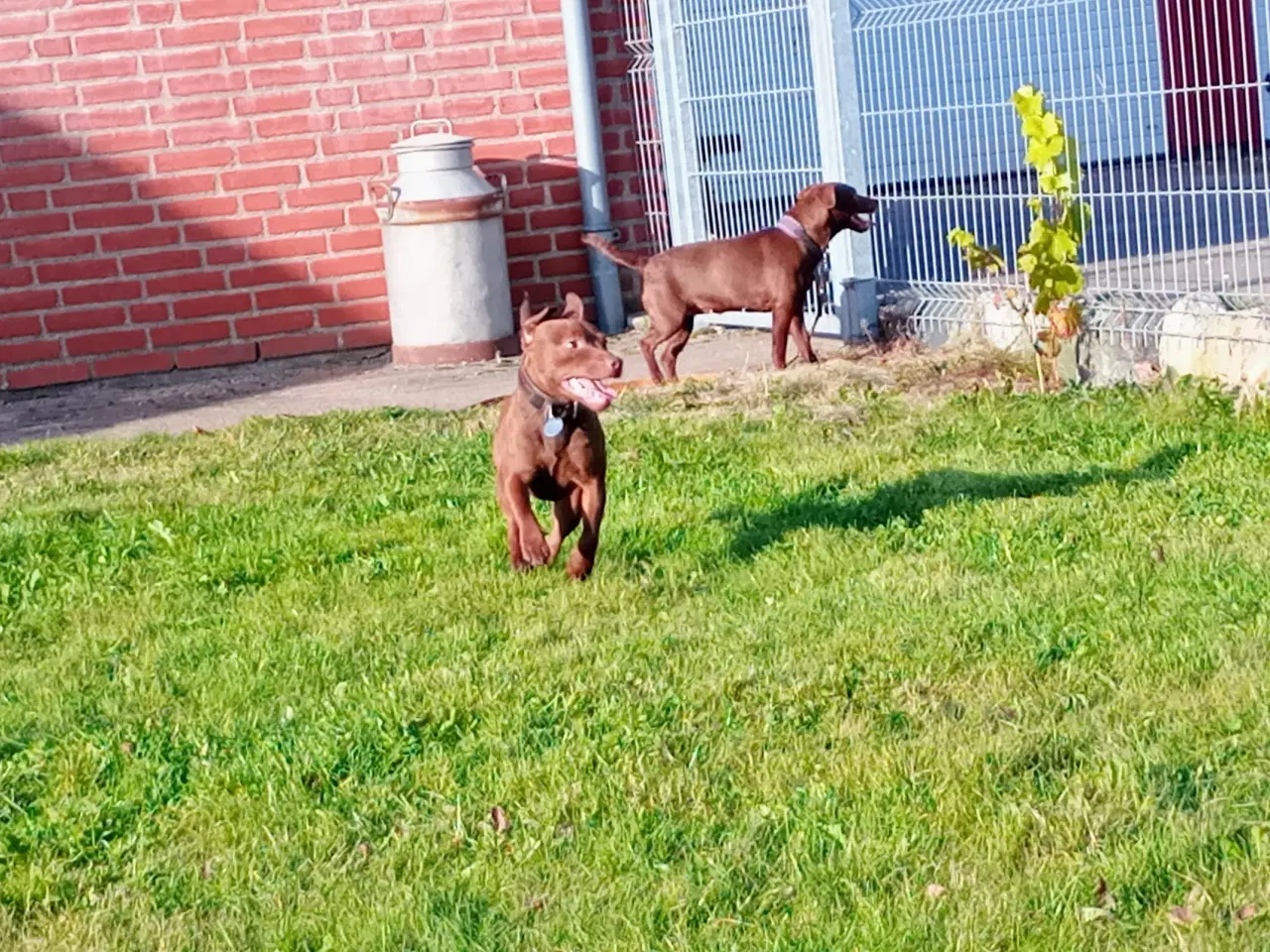 Billede 7 - Patterdale Terrier hvalpe