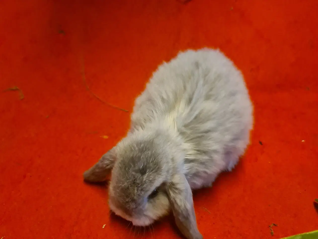 Billede 10 - Mini Lop Kaninunger 