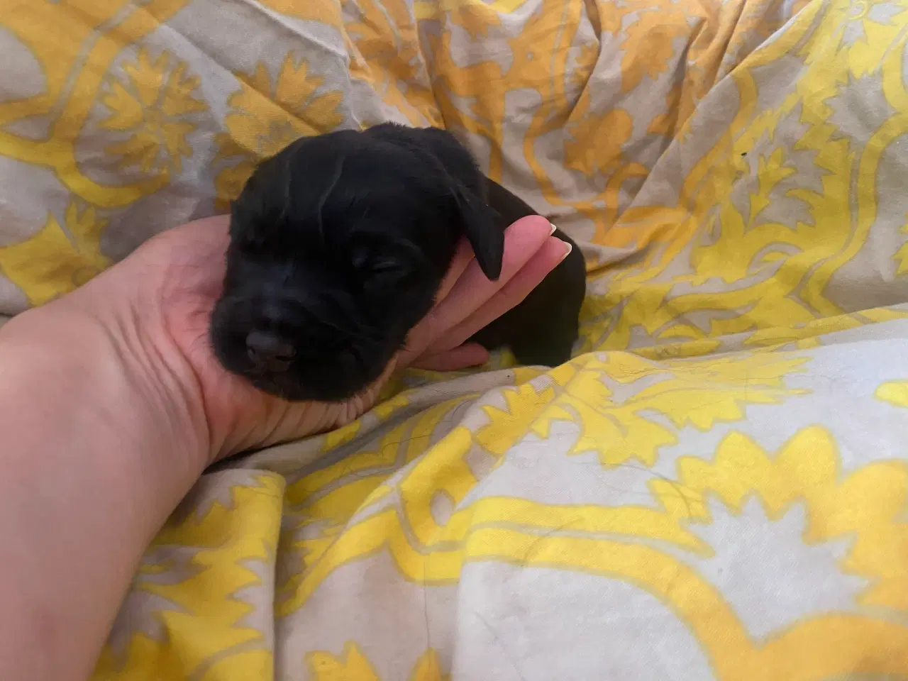 Billede 2 - Eng Cocker spaniels