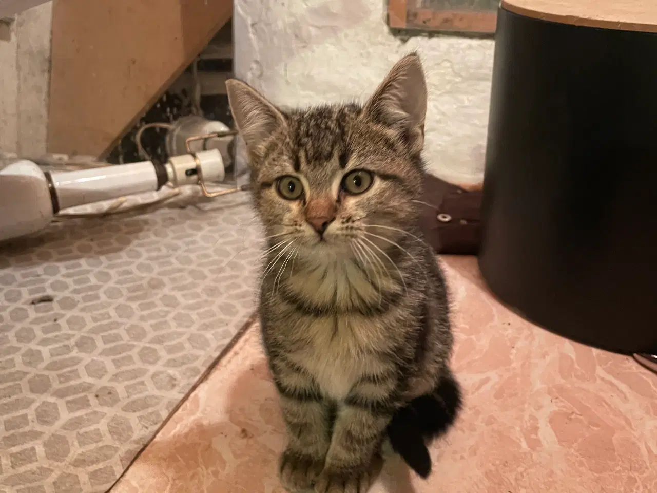 Billede 1 - Killinger søger nye hjem