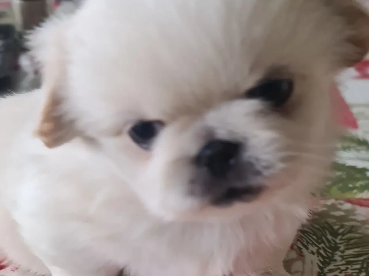 Billede 6 - 2 lækkere drenge