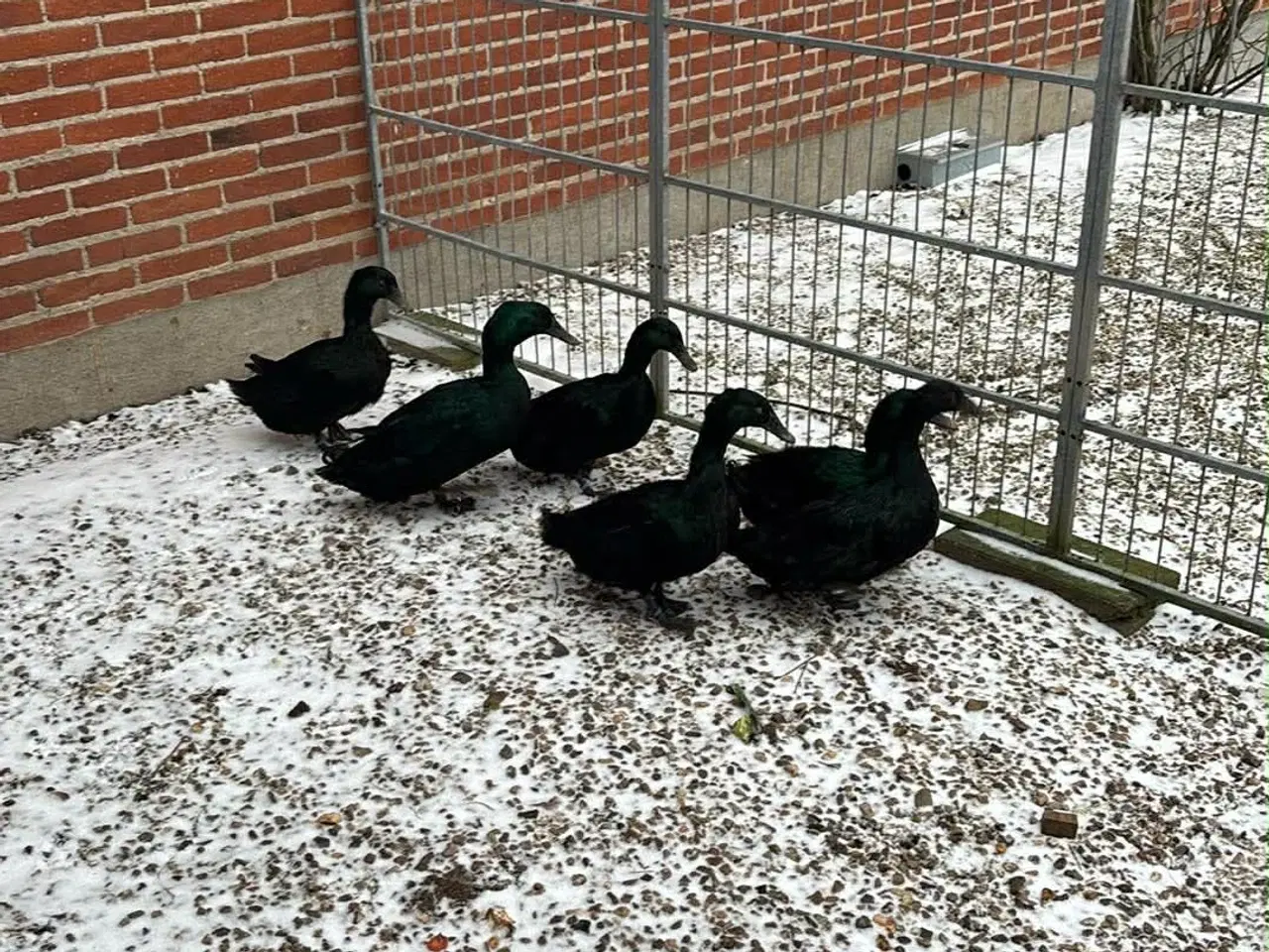 Billede 1 - Cayuga ænder 