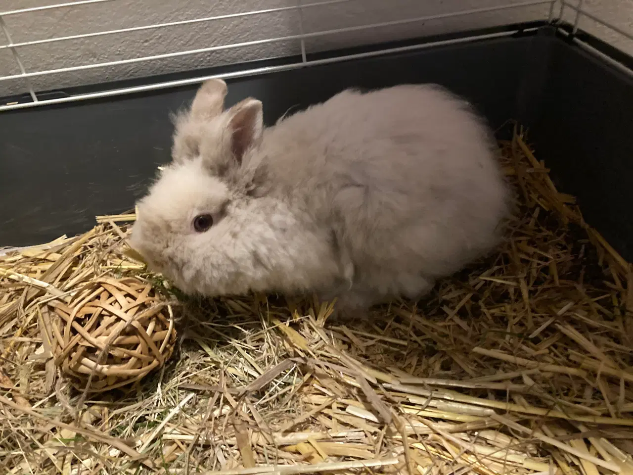 Billede 2 - Søde lille Nessie på 4 mdr søger nyt hjem