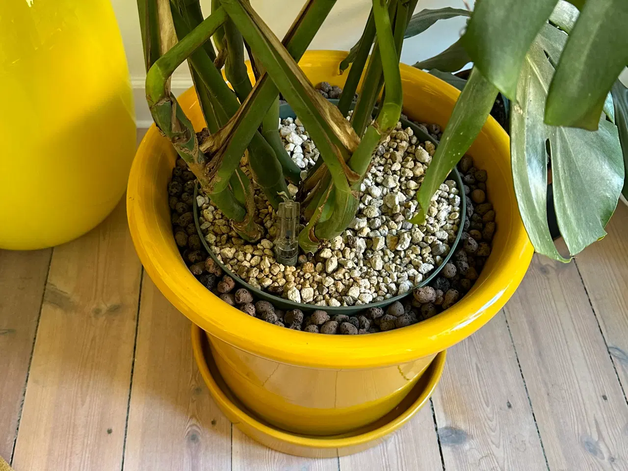 Billede 4 - Stor grøn plante i gul potte inklusiv underskål