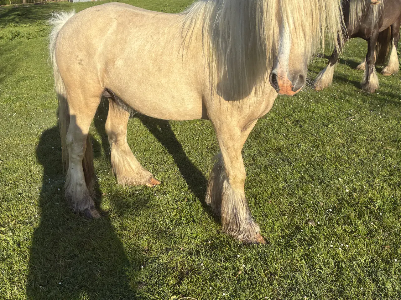 Billede 6 - Tinker Vallak