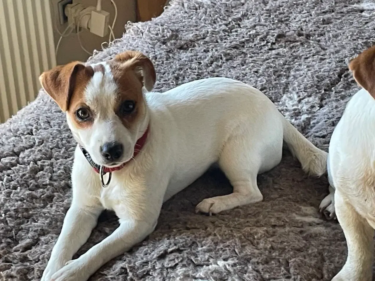 Billede 5 - Jack Russell Terrier - 10 måneder