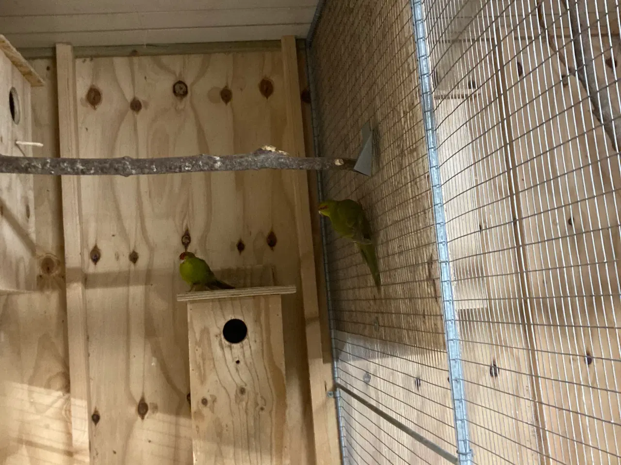 Billede 4 - Gedeparekitter har to hunner