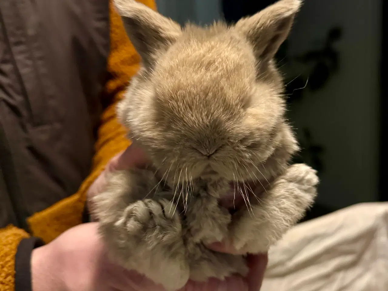 Billede 2 - Sødeste små kaninunger