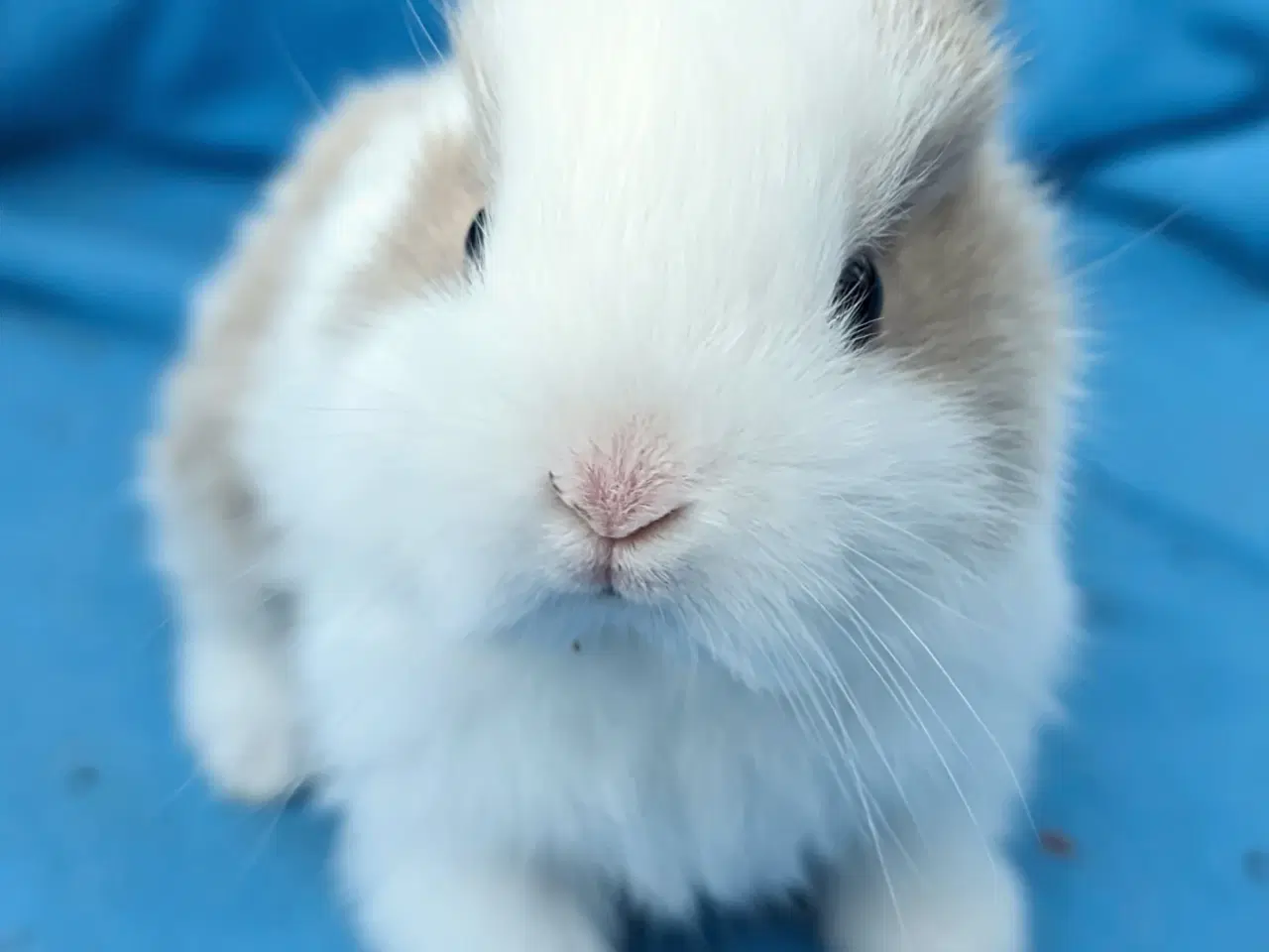 Billede 2 - Hermelin kaninunge sælges