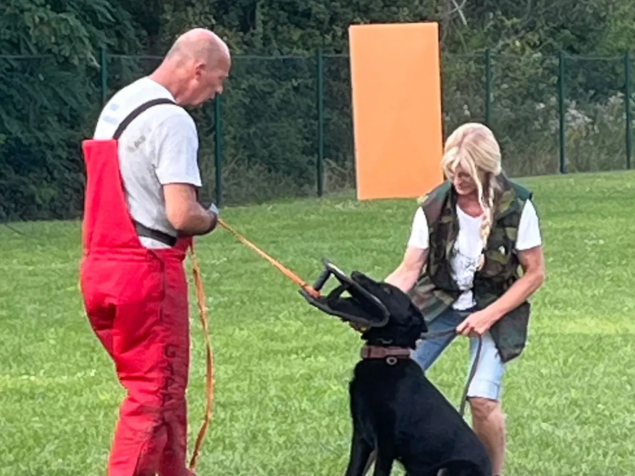 Billede 9 - Schæfer hvalpe sorte DKK