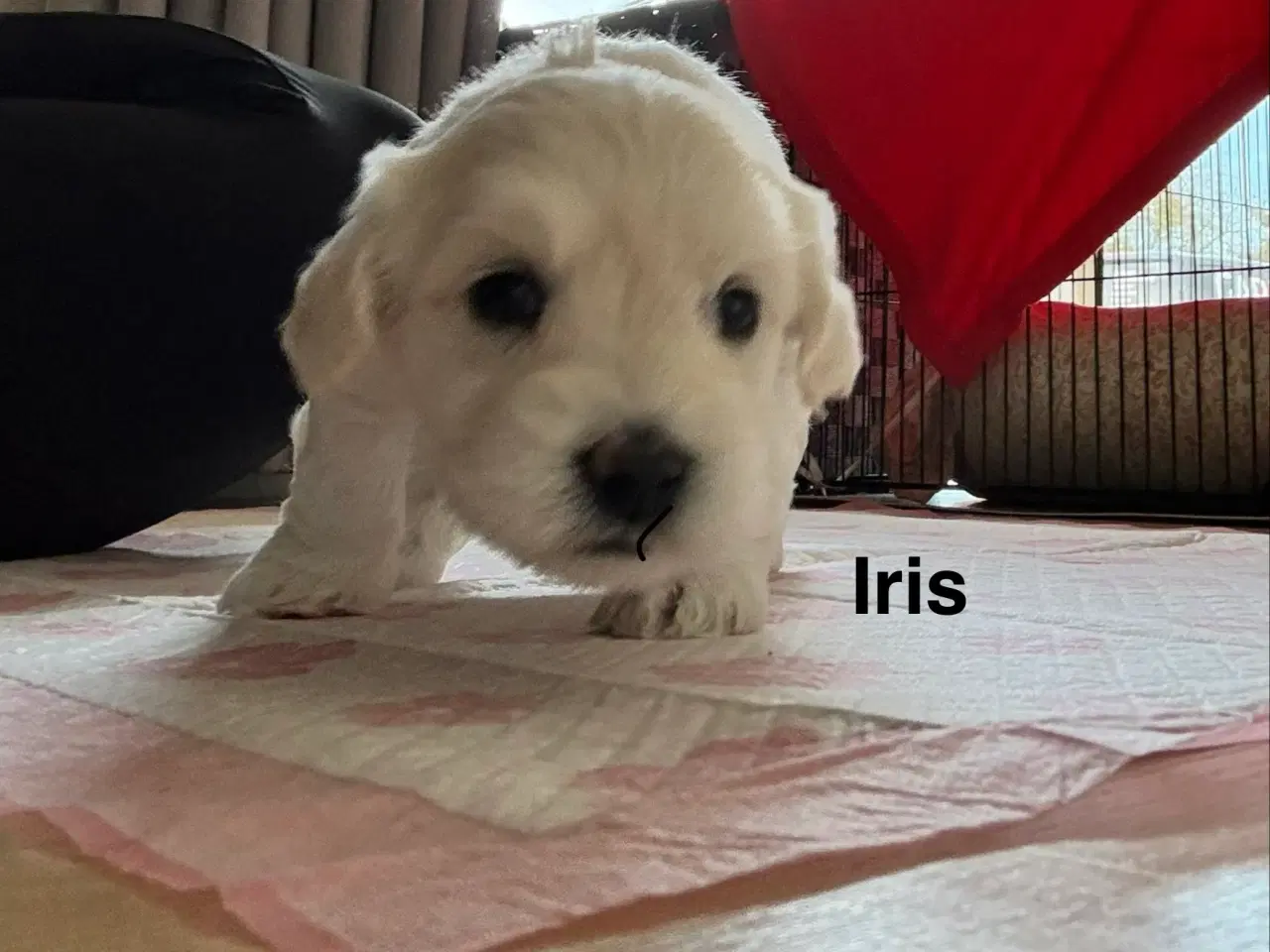 Billede 3 - Bichon maltesere 