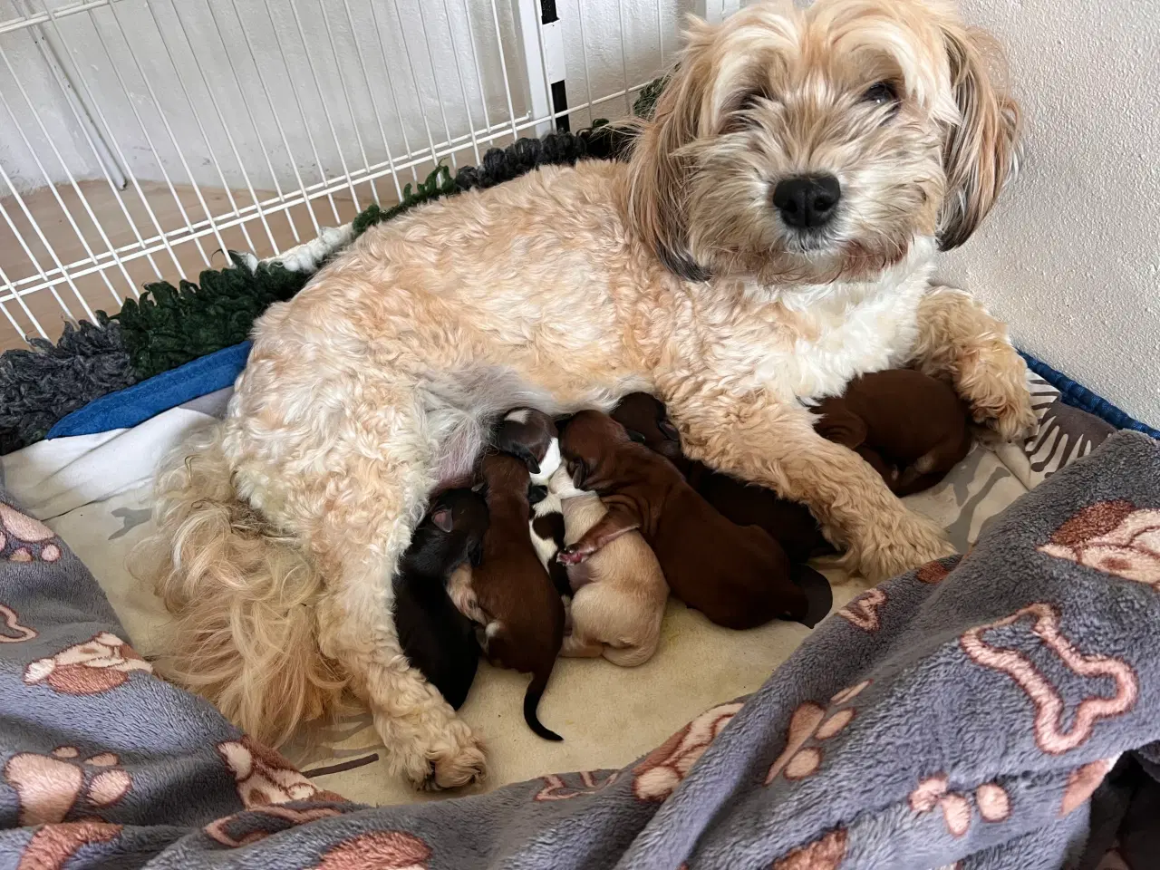 Billede 2 - Bichon Havanais hvalpe. 2 tæver og 6 hanner