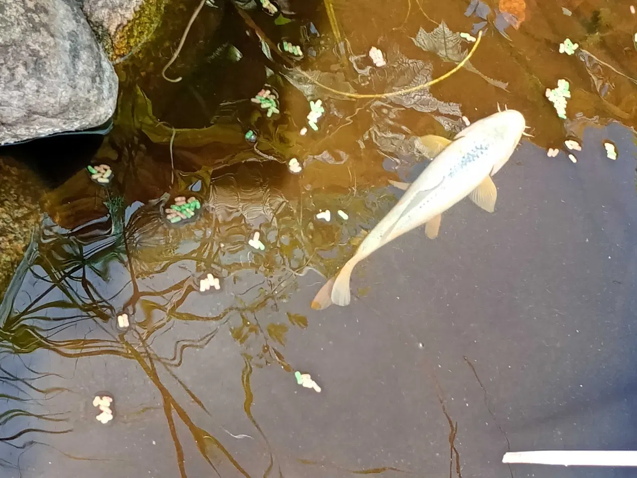 Billede 6 - Havedam med fisk og filter pumpe 
