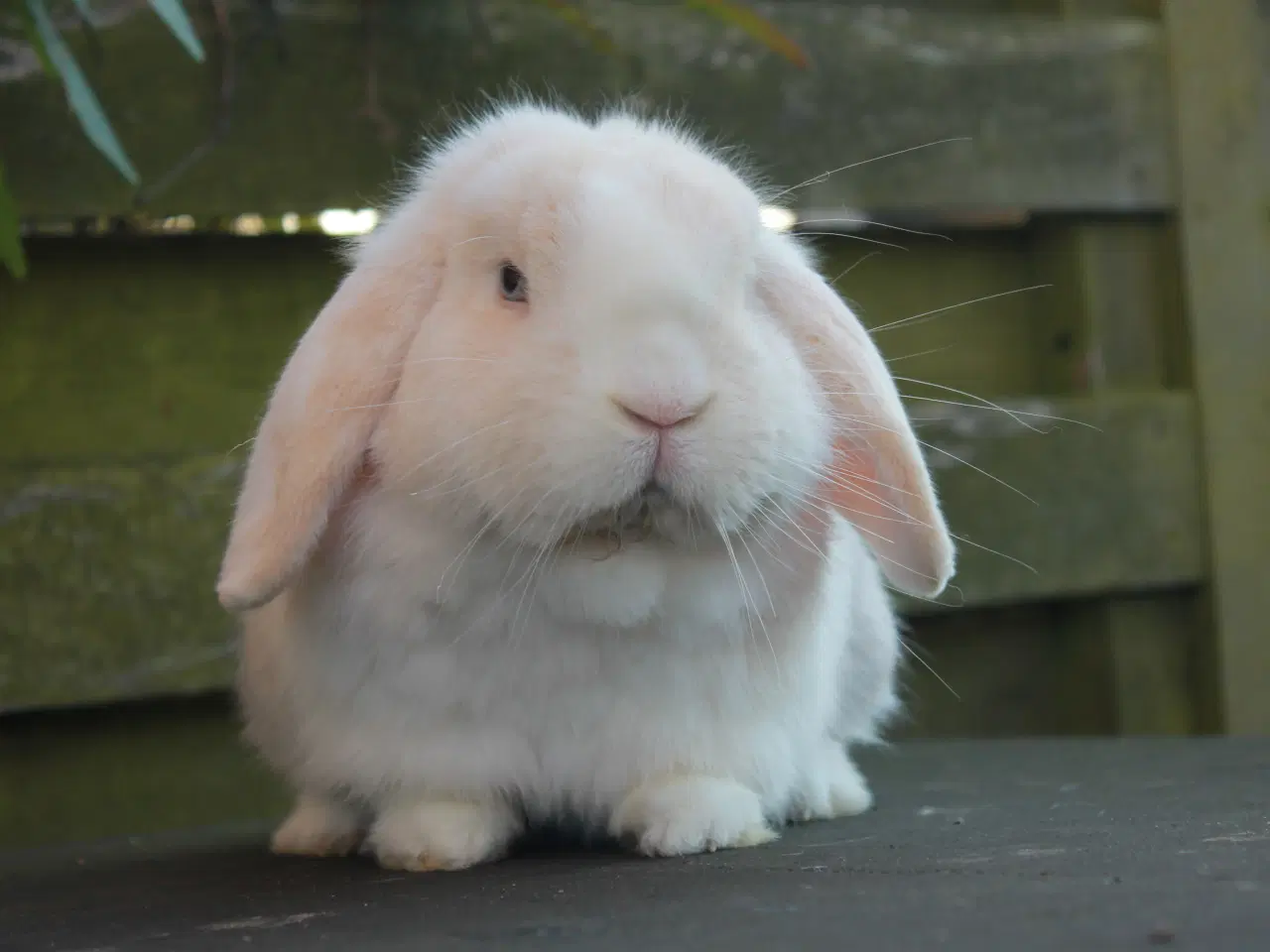 Billede 5 - Mini lop hankanin