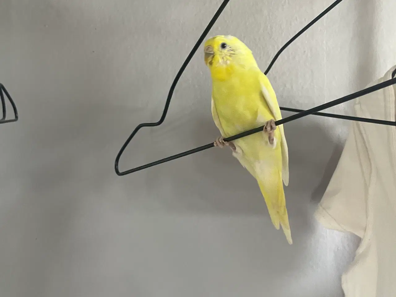 Billede 3 - Undulat unge