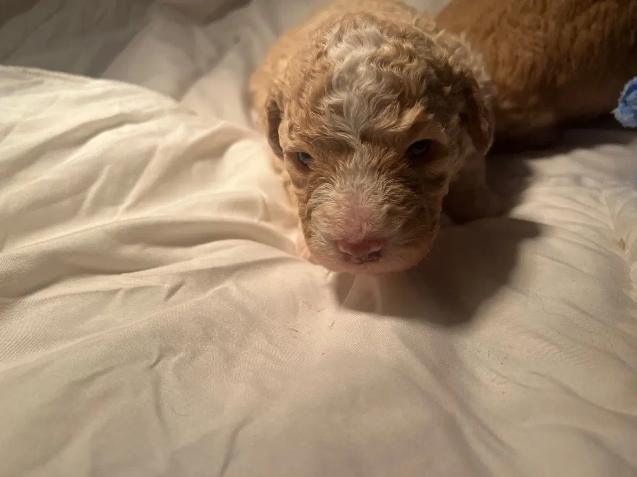 Billede 5 - Super lækre, og kraftige Lagotto / Spansk Vandhund