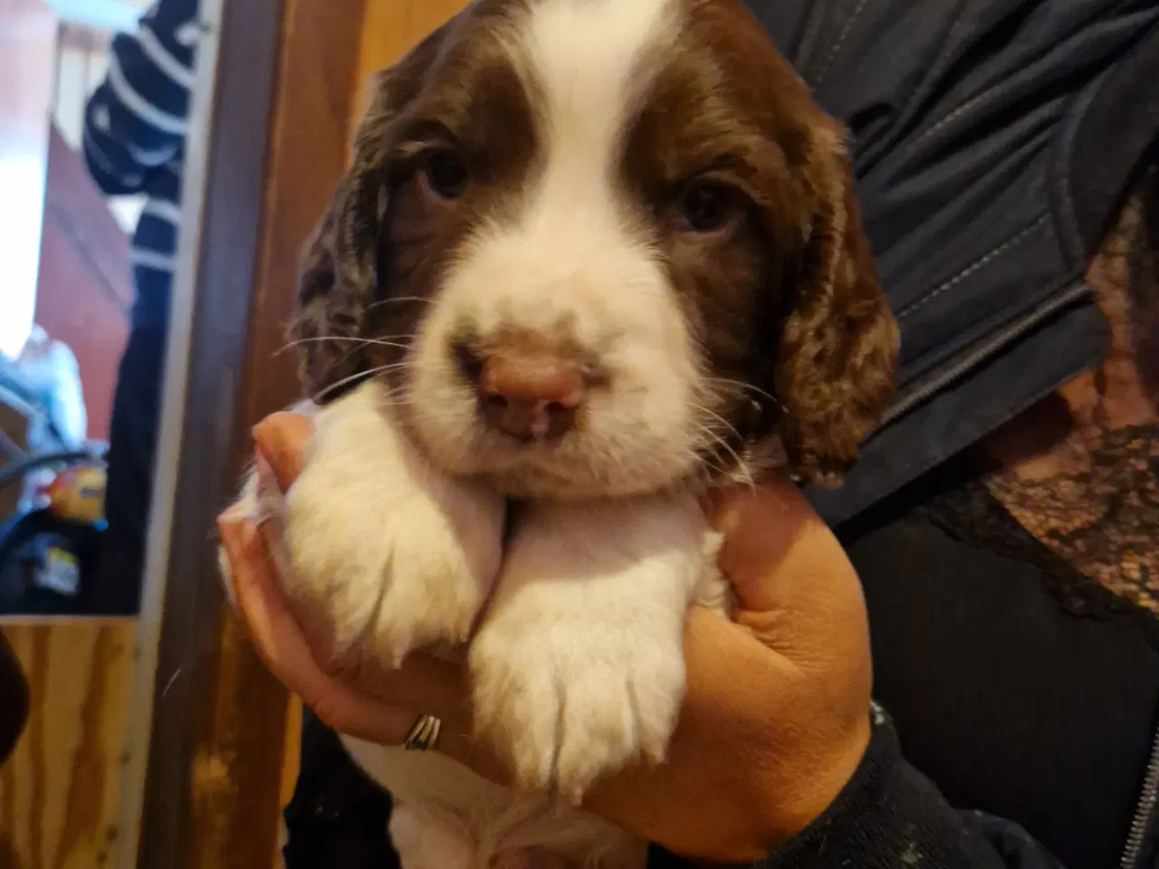 Billede 11 - Søde hvalpe - engelsk springer spaniel  FT og Bob
