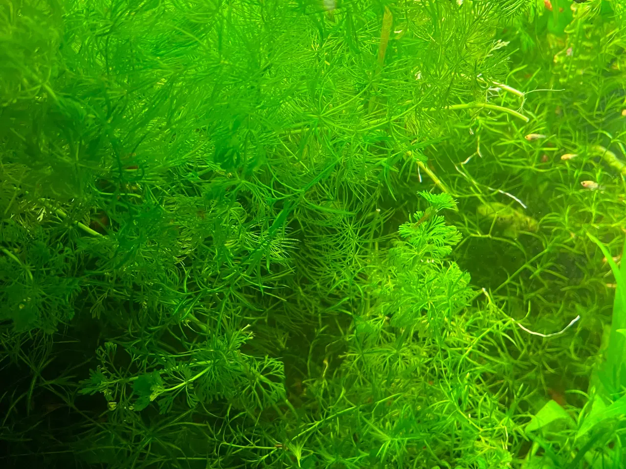 Billede 1 - Poser med akvarie planter 