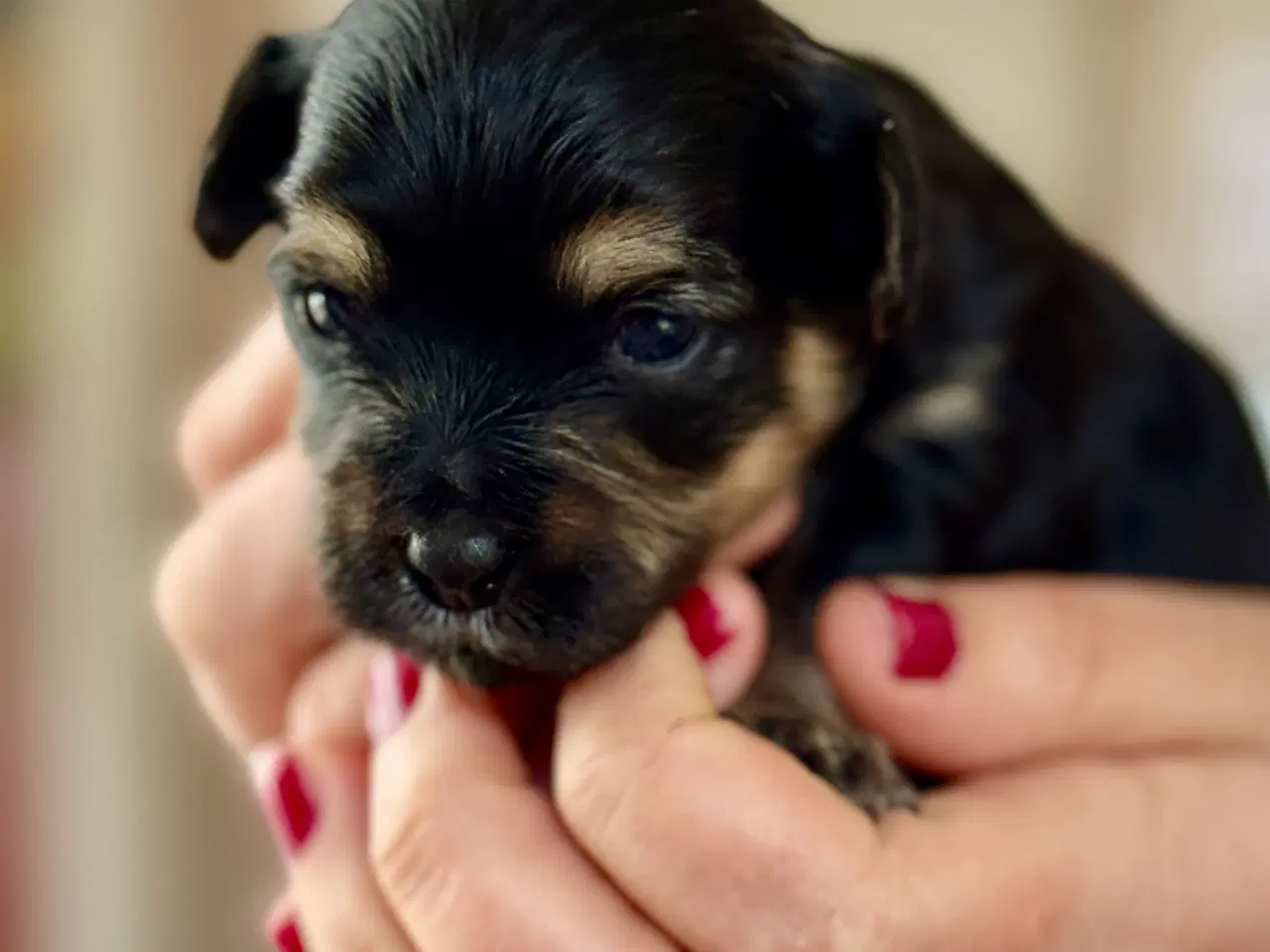 Billede 3 - 3 Minimalteser hvalpe tilbage