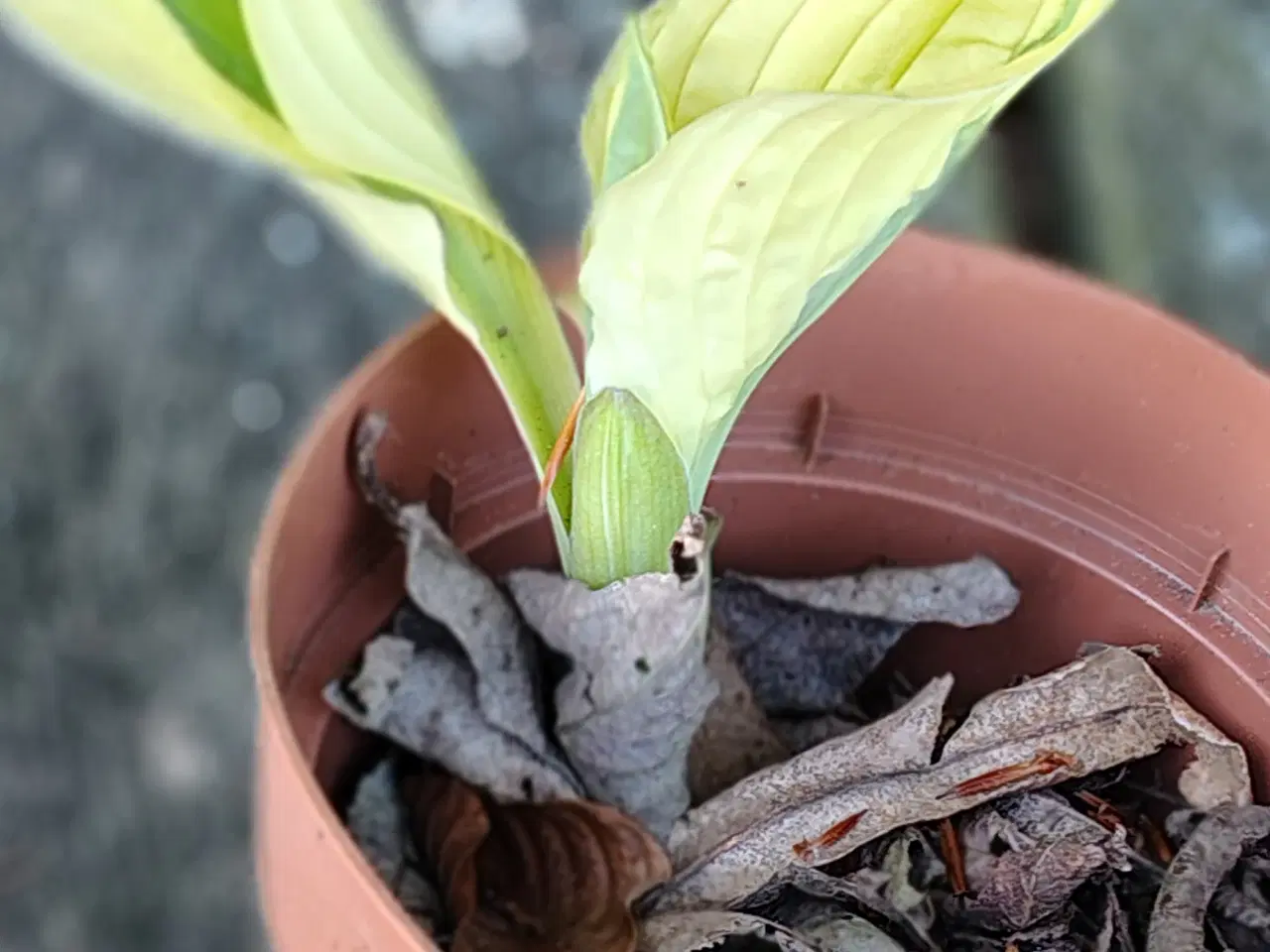 Billede 1 - Hosta i potte 