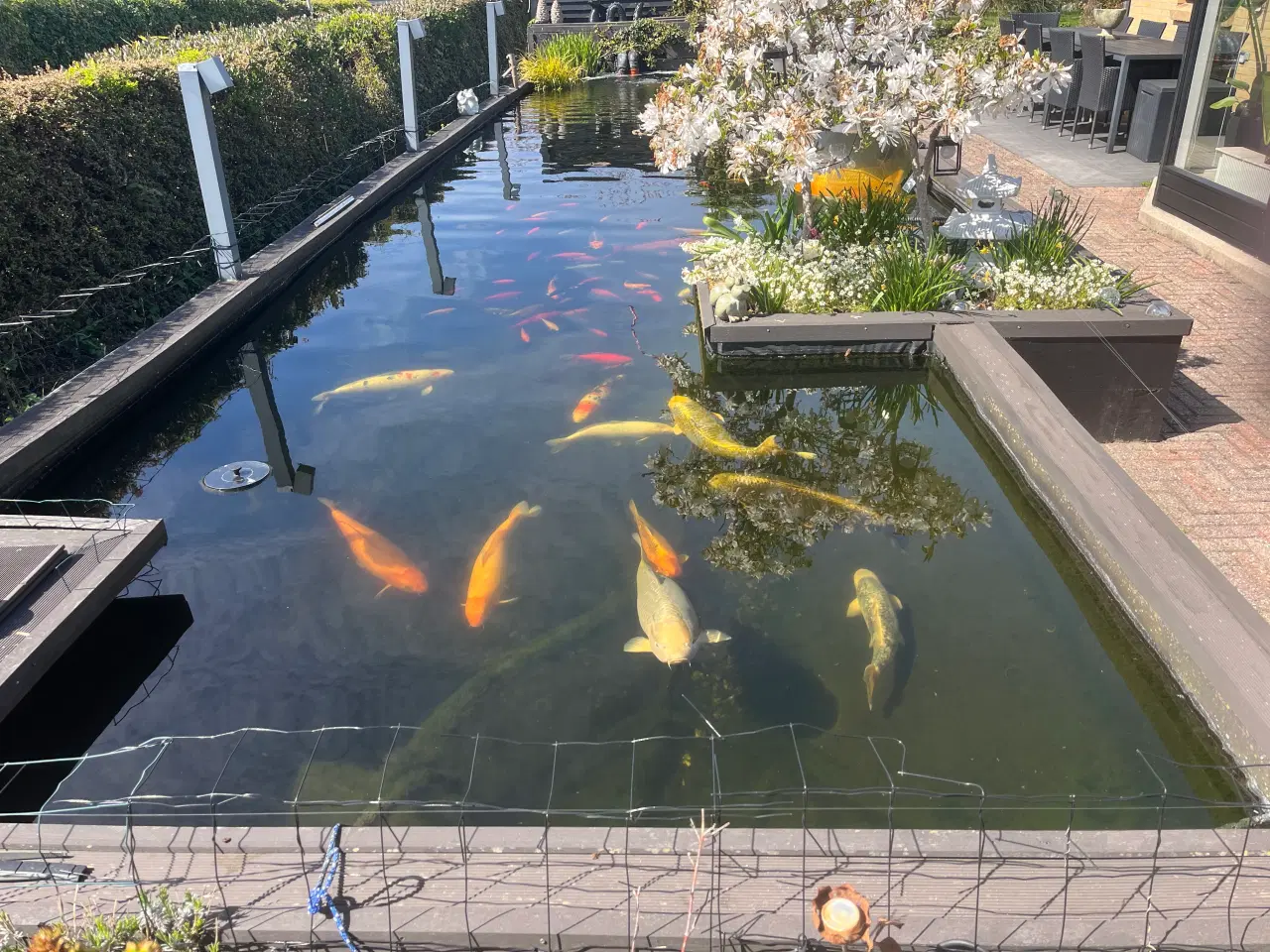 Billede 5 - Japanske koi karper 