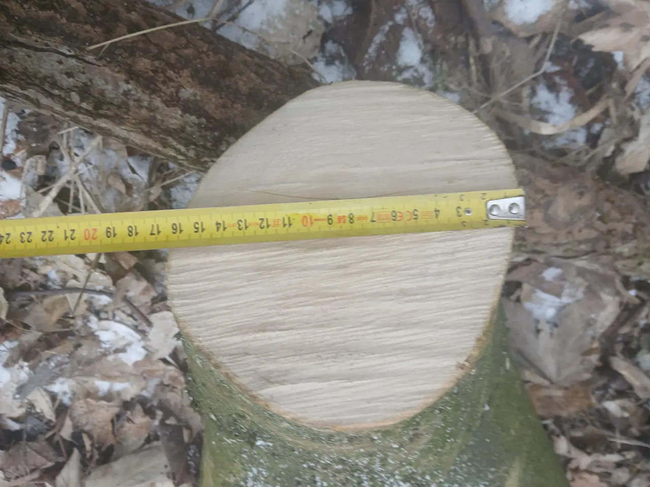 Billede 11 - Ahorntræ fældet og parteret i stamme og grene