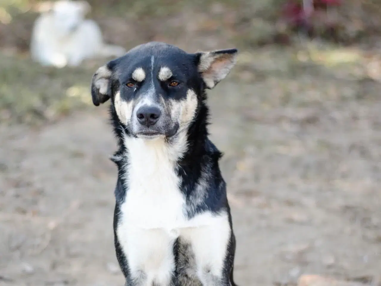 Billede 11 - Sødeste Sunny søger familie 