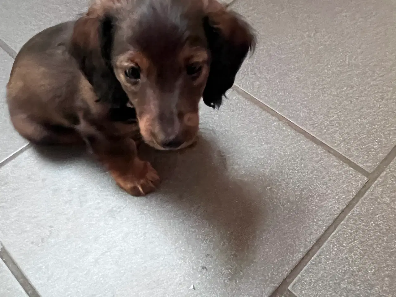 Billede 2 - Langhåret dværg gravhund han.