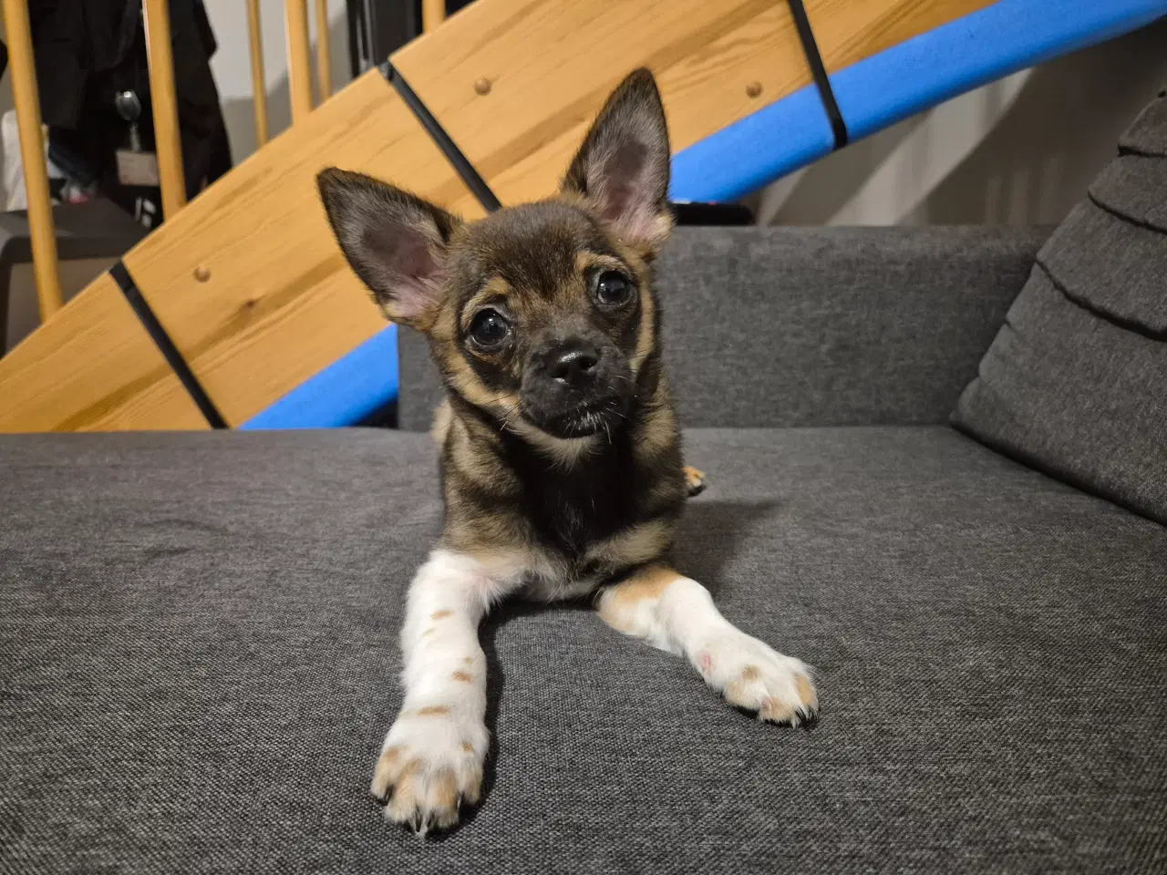 Billede 4 - Chihuahua hvalp