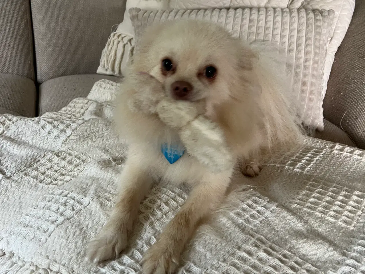 Billede 2 - Pomeranian/chihuahua
