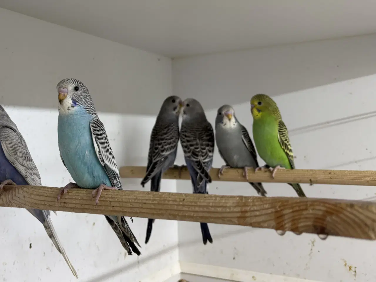 Billede 4 - Australske undulater 