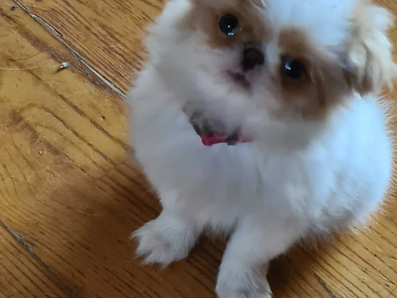 Billede 3 - Japanese chin 