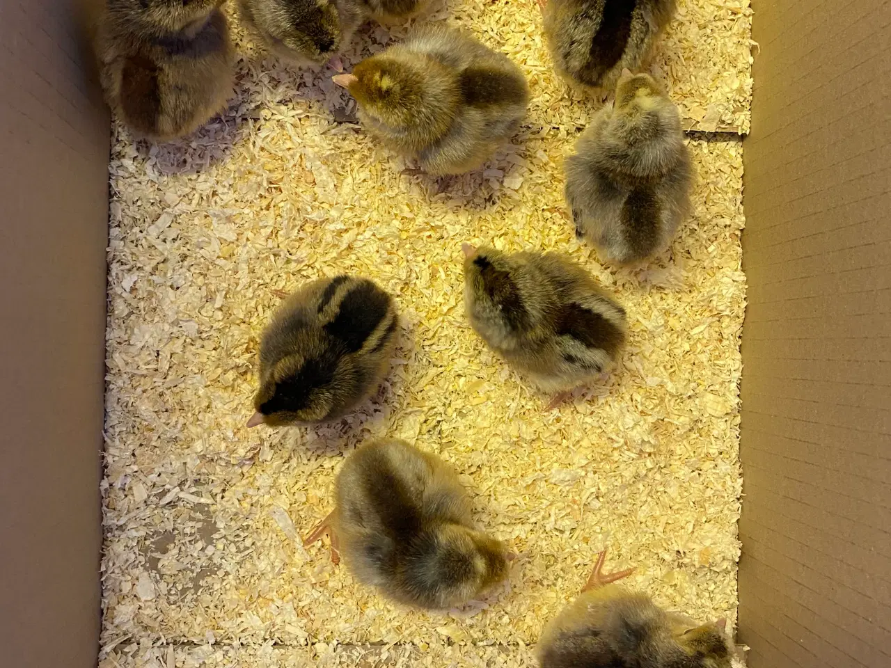 Billede 5 - Cream Lagbar rugeæg.