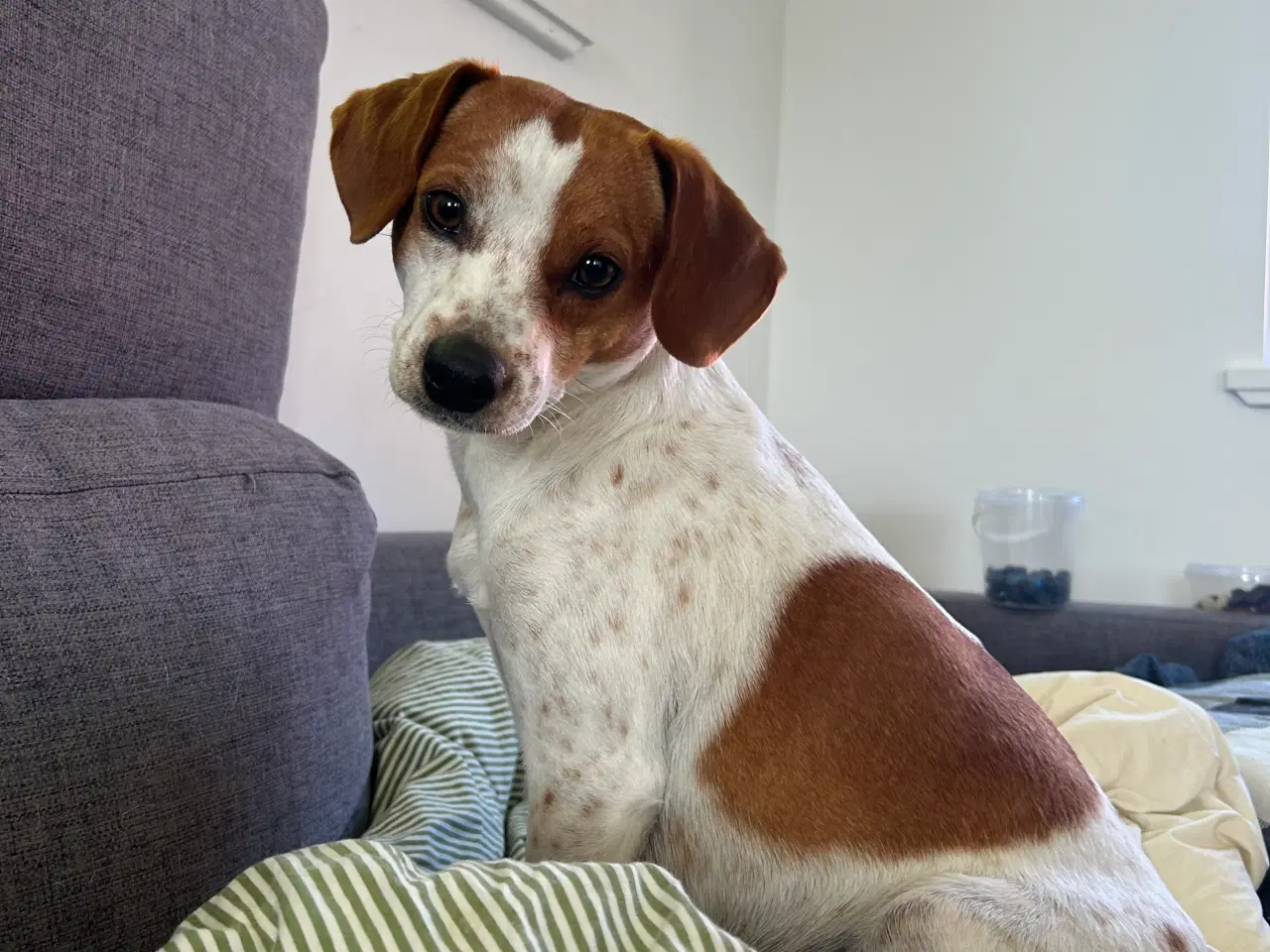 Billede 4 - Dansk svensk gårdhund hvalpe