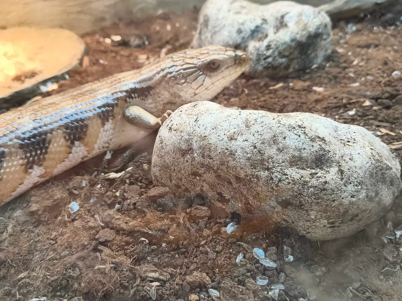 Billede 2 - Blåtunget skink 0.1