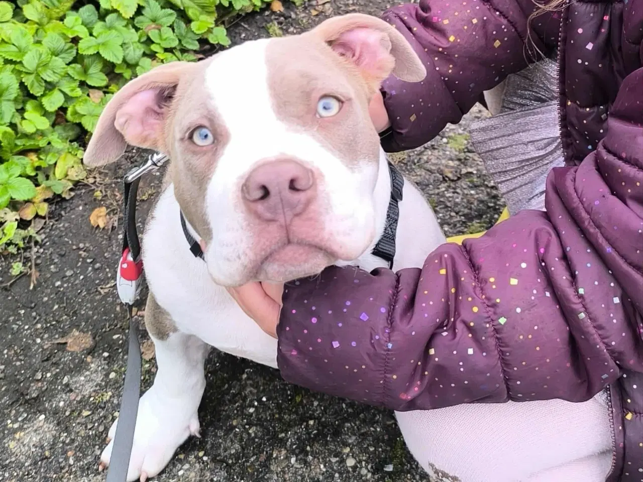 Billede 3 - 🏆Topkvalitets American Bully hanhvalp 